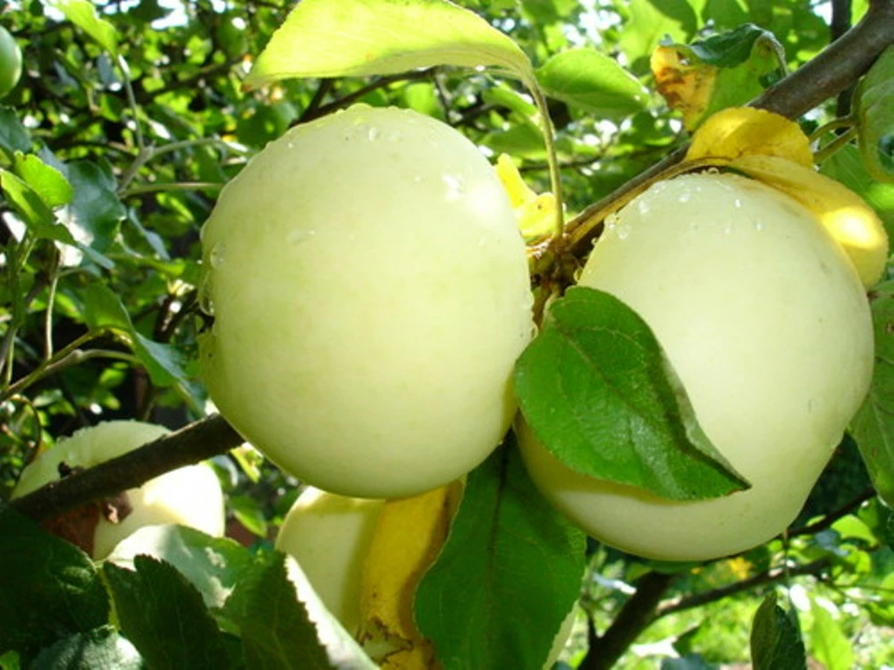 Яблоня летние сорта описание сорта фото