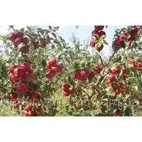 Яблуко Дискавери