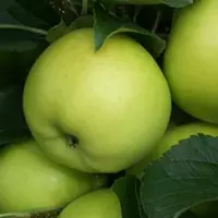 Яблуко Гринсливз